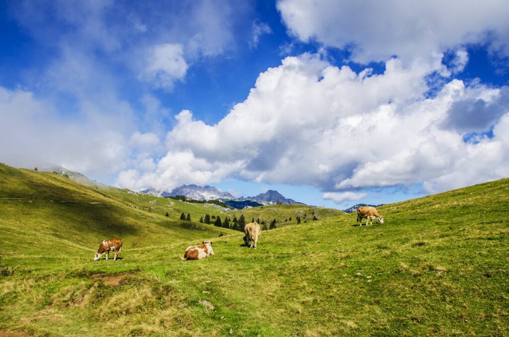 Die Alpen bieten die ideale Mischung aus Aktivitäten und Entspannung. 